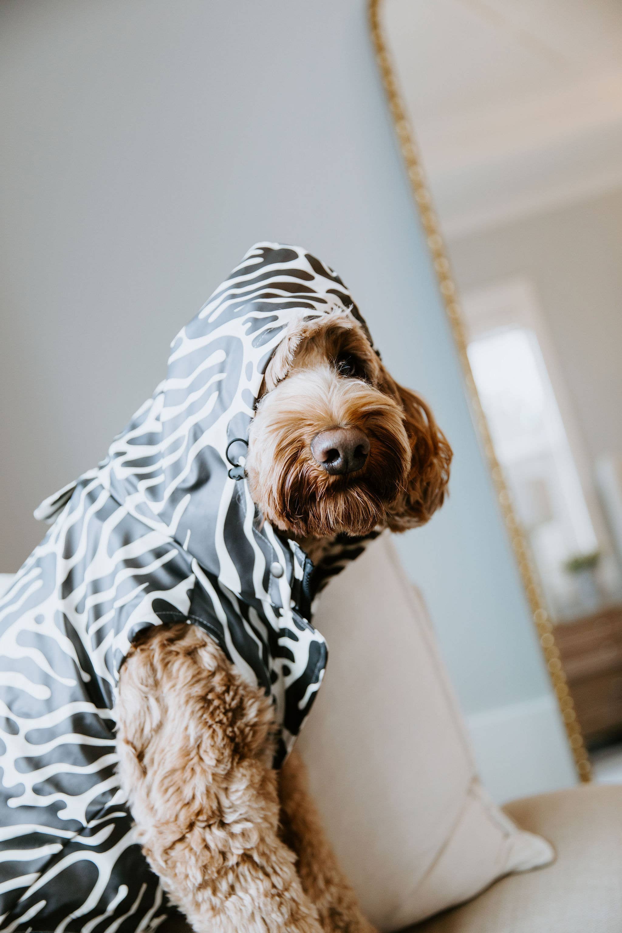 Abstract Dog Rain Jacket Stella & Oscar