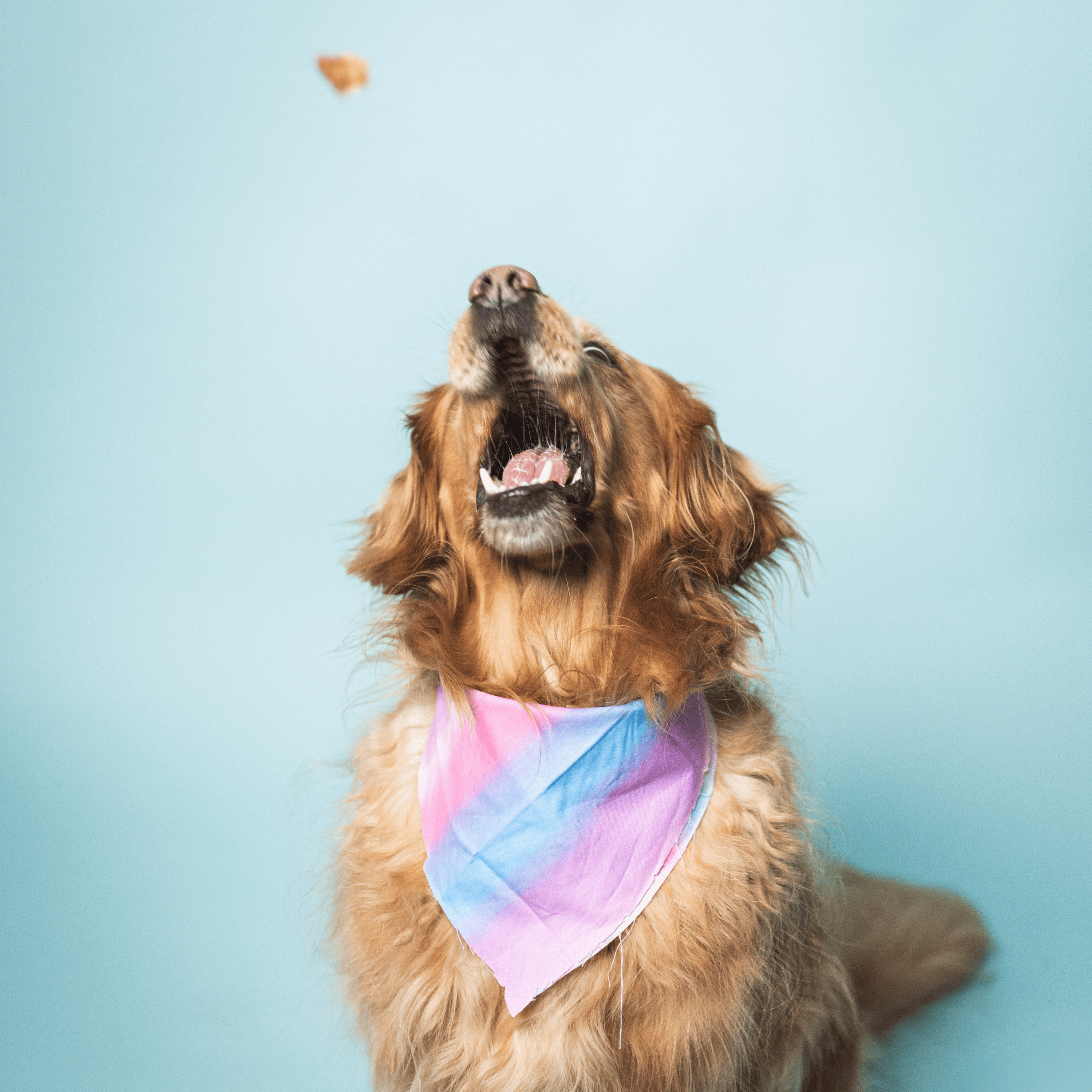 Ride & Vibe Wild-Caught Salmon Jerky Bars for Dogs 5oz