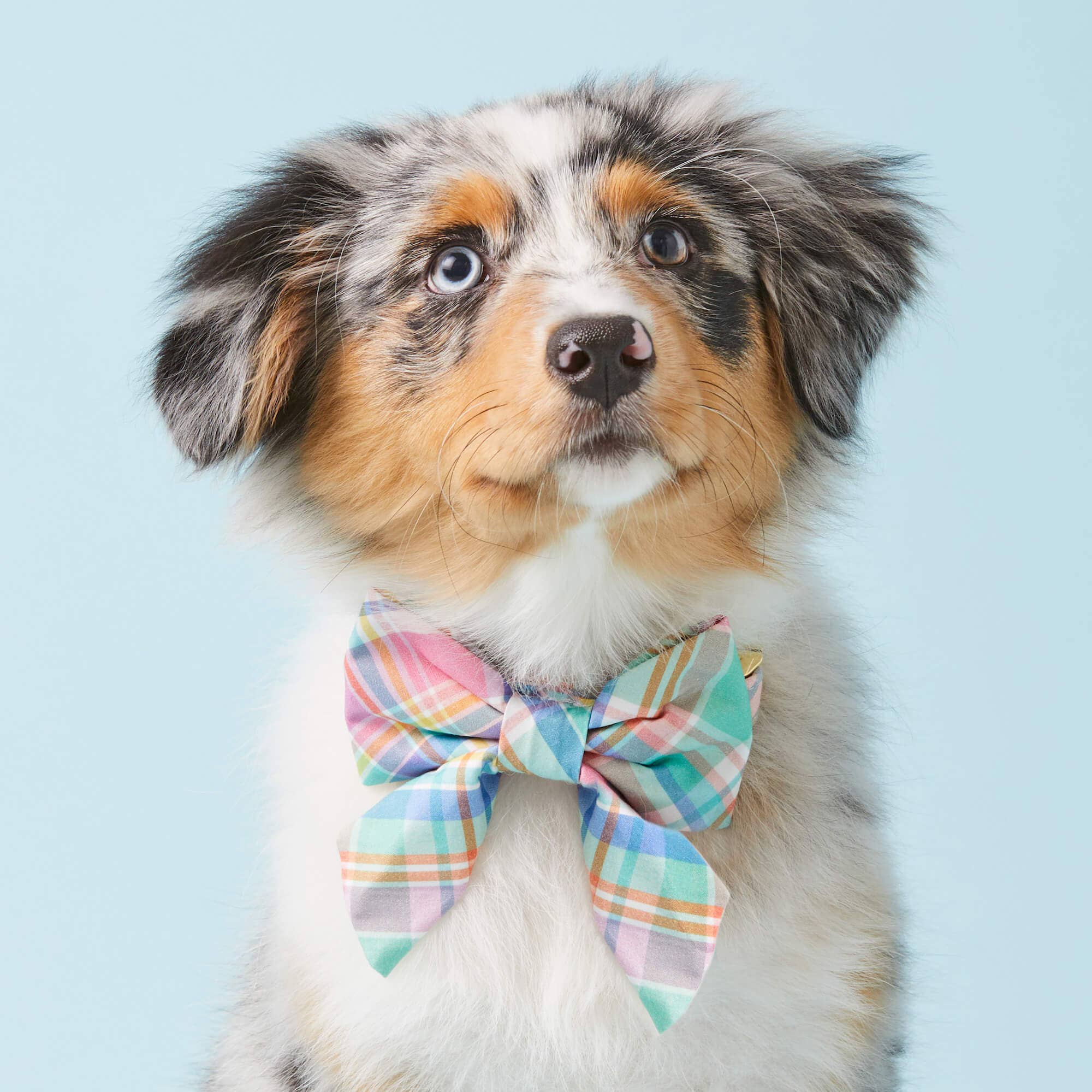 Blooming Plaid Lady Dog Bow The Foggy Dog