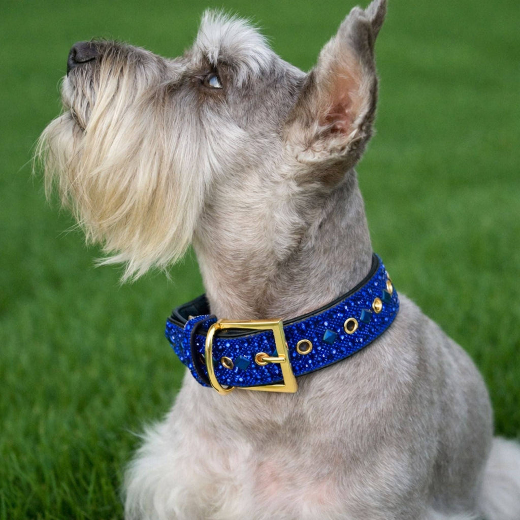 Royal Blue Rhinestone Dog Collar Dog Collar World