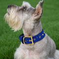 Royal Blue Rhinestone Dog Collar Dog Collar World