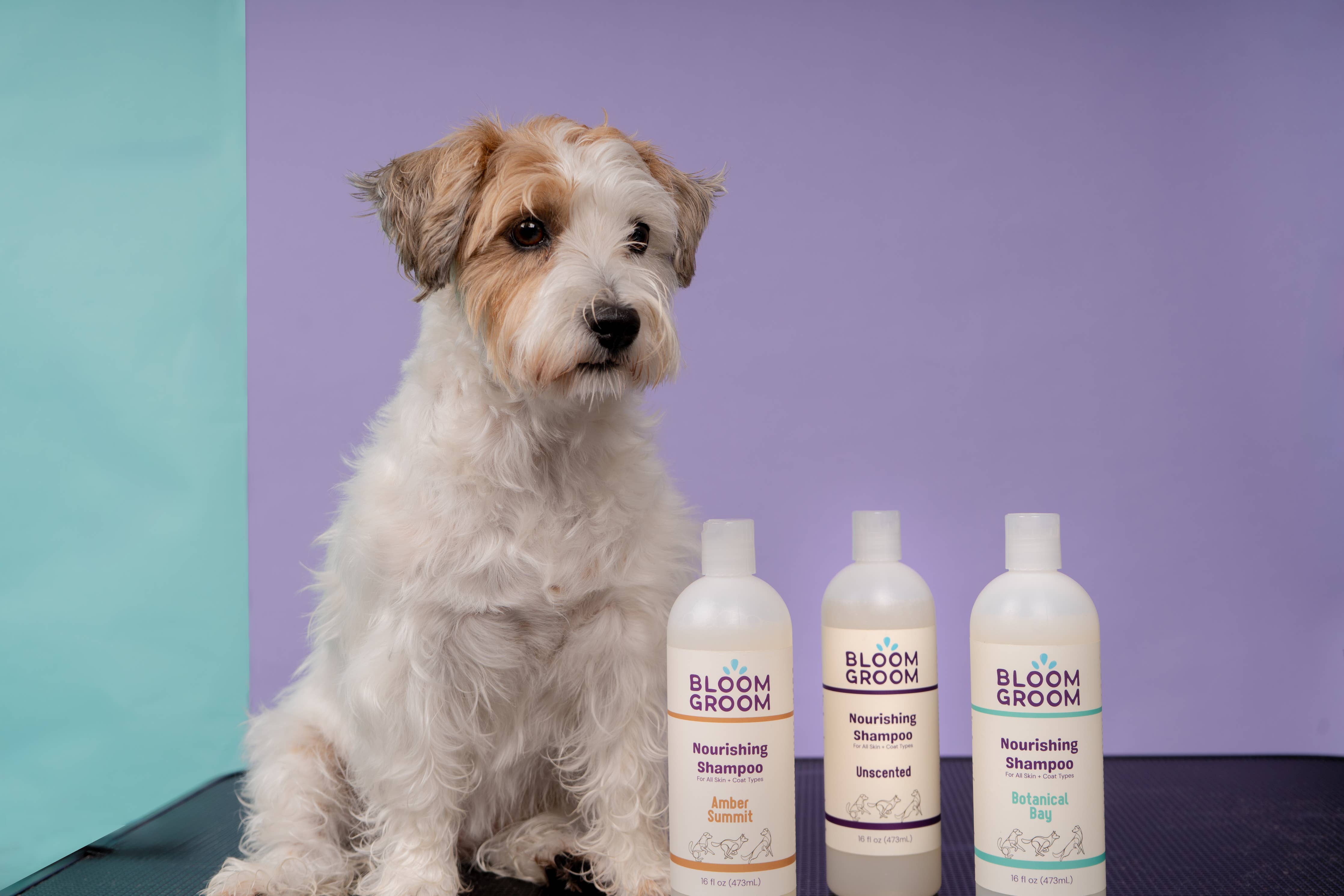 Nourishing Shampoo For Dogs, Amber Summit Bloom Groom