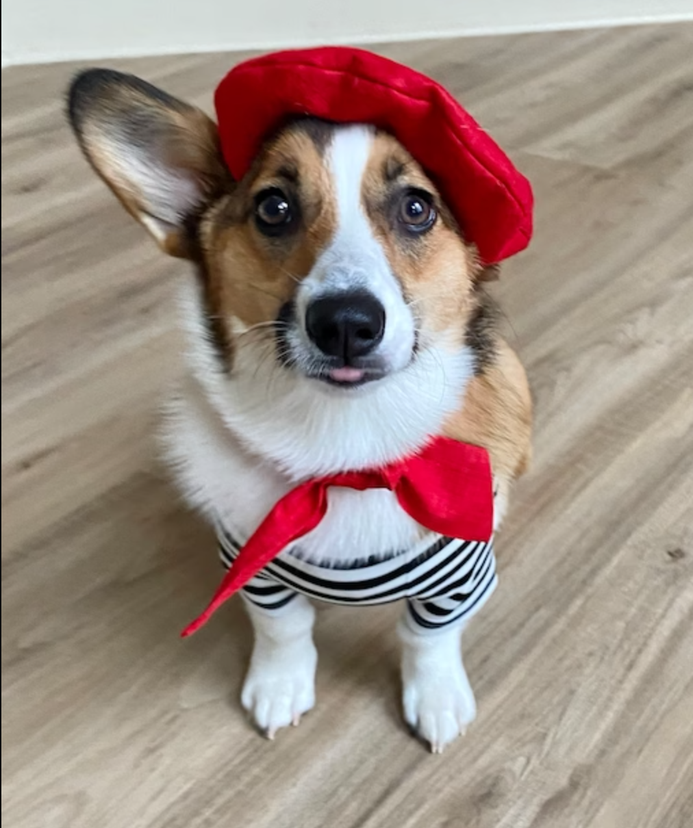French Look Outfit Scarf and Black Stripe Top Set - Dog Cat