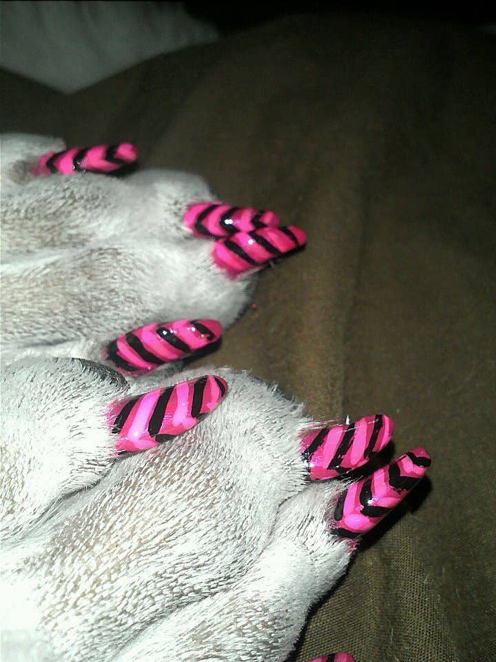 Pawdicure Nail Polish Pen - Quick Dry - 13 Colors - The Bougie Pet Boutique