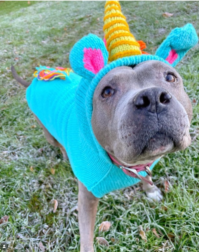 Unicorn Dog Sweater ChillyDogSweaters
